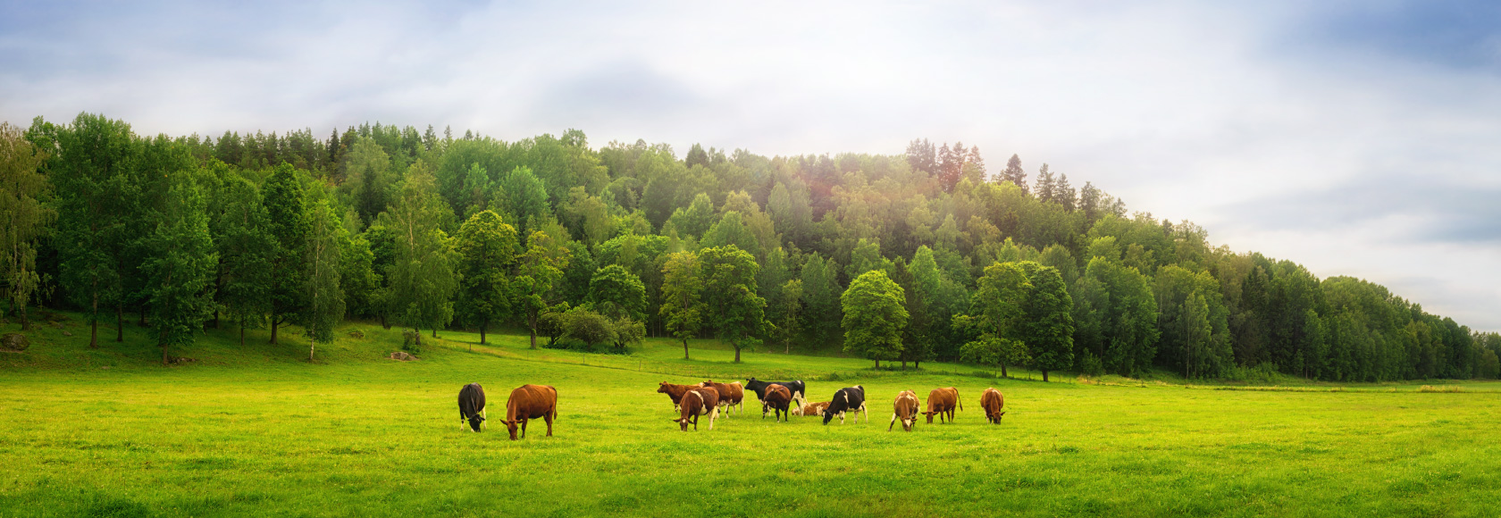 Home Agroforest